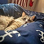 cat, feline, pet, bed, bedding, blanket, anchor_pattern, nautical_theme, american_flag, stocking, fur, whiskers, ears, cozy, indoor, portrait, relaxed, blue, comforter, sleepy