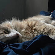 Loki joined the competition — help win amazing prizes! cat, sleeping_cat, feline, pet, fluffy_fur, whiskers, paw, blanket, bed, cozy, nap, indoors, soft_light, close_up, portrait, relaxed, resting, fur_texture, blue_bedding, calm