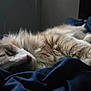 cat, sleeping_cat, feline, pet, fluffy_fur, whiskers, paw, blanket, bed, cozy, nap, indoors, soft_light, close_up, portrait, relaxed, resting, fur_texture, blue_bedding, calm