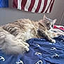 cat, feline, long_hair, bed, blanket, flag, anchor_pattern, indoor, pet, whiskers, tail, paws, cozy, fur, resting, looking_at_camera, soft_texture, bedding, bedroom, stripes