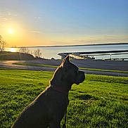 The Roman Hulk joined the competition — help win amazing prizes! animal, boat, calm, canine, dog, evening, grass, greenery, lake, landscape, nature, outdoor, peaceful, pier, profile, silhouette, sky, sun, sunset, water