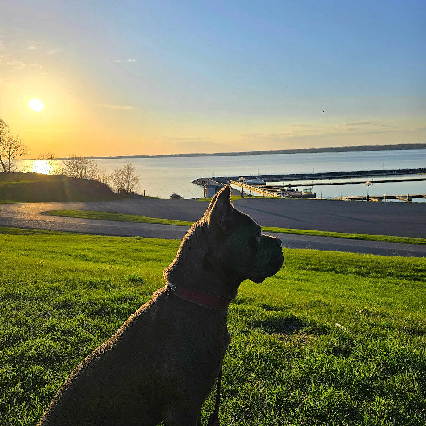 The Roman Hulk joined the competition — help win amazing prizes! animal, boat, calm, canine, dog, evening, grass, greenery, lake, landscape, nature, outdoor, peaceful, pier, profile, silhouette, sky, sun, sunset, water