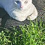 Clyde is registered to the contest to win money with this photo: cat, white_cat, heterochromia, blue_eye, yellow_eye, outdoor, grass, sunlight, pet, animal, whiskers, pink_nose, relaxing, nature, cute, close_up, feline, shadow, fur, daylight