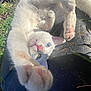Clyde is registered to the contest to win money with this photo: cat, white_cat, heterochromia, blue_eye, green_eye, paw, stretching, outdoor, grass, sunlight, pet, animal, closeup, playful, cute, fur, whiskers, pink_nose, nature, relaxing