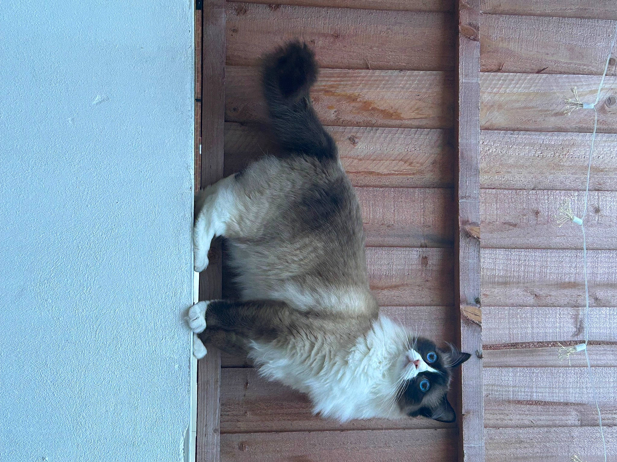 Jinx is registered to the contest to win money with this photo: carnivore, fur, snout, tail, terrestrial_animal, wildlife, wood, zoo