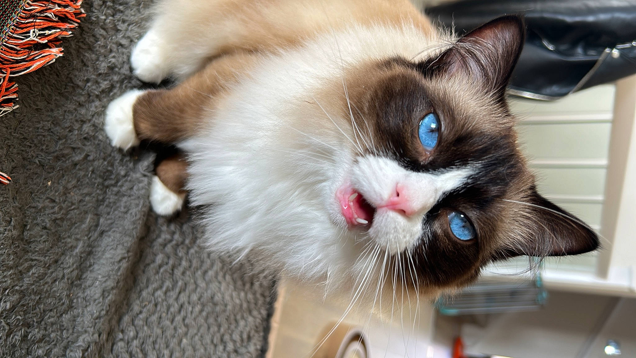 Jinx joined the competition — help win amazing prizes! carnivore, cat, claw, comfort, domestic_short_haired_cat, felidae, flooring, fur, paw, photo_caption, small_to_medium_sized_cats, snout, tail, whiskers