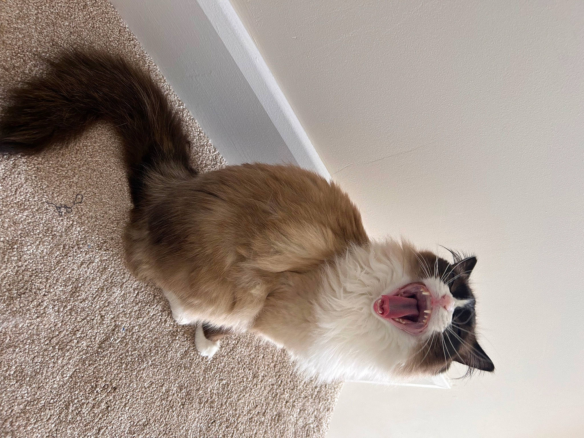 Jinx joined the competition — help win amazing prizes! canidae, carnivore, cat, claw, collar, companion_dog, dog_breed, domestic_short_haired_cat, fang, fawn, felidae, foot, fur, paw, small_to_medium_sized_cats, sporting_group, tail, whiskers, yawn