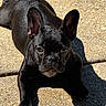 dog, french_bulldog, black_dog, pet, animal, lying_down, outdoor, pavement, concrete, sunlight, shadow, portrait, close_up, bat_ears, wrinkled_face, short_muzzle, brown_eyes, white_chest, front_paws, bottle_cap