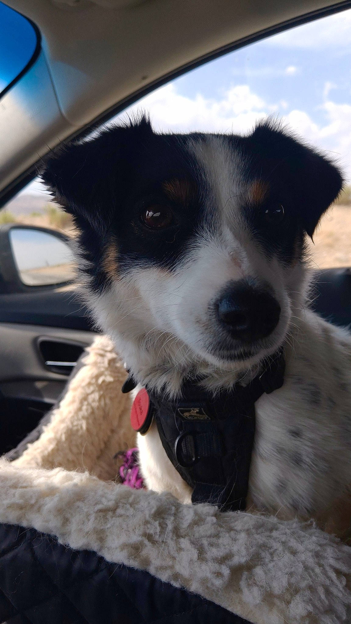 Touka is registered to the contest to win money with this photo: automotive_mirror, automotive_tire, car, carnivore, cloud, collar, companion_dog, dog, dog_breed, dog_collar, fur, hood, mammal, sky, vehicle, vehicle_door, vertebrate, whiskers, window, windshield