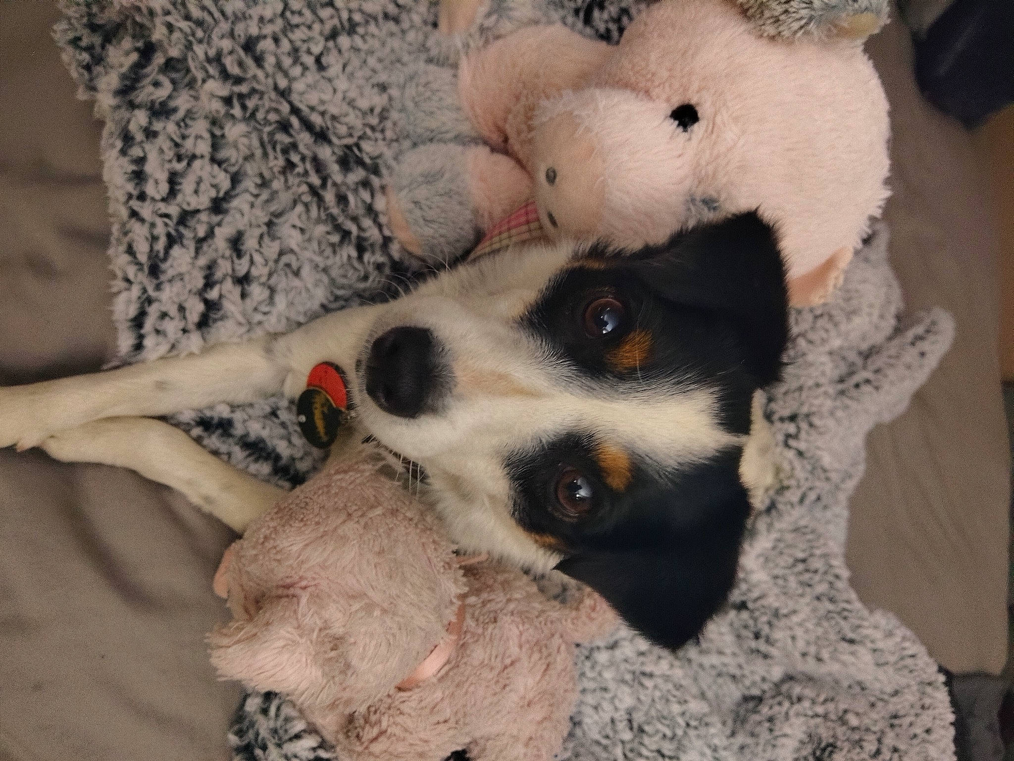 Touka is registered to the contest to win money with this photo: canidae, carnivore, claw, comfort, companion_dog, dog, dog_breed, dog_supply, eye, fawn, foot, fur, non_sporting_group, panda, paw, tail, terrestrial_animal, toy, working_animal