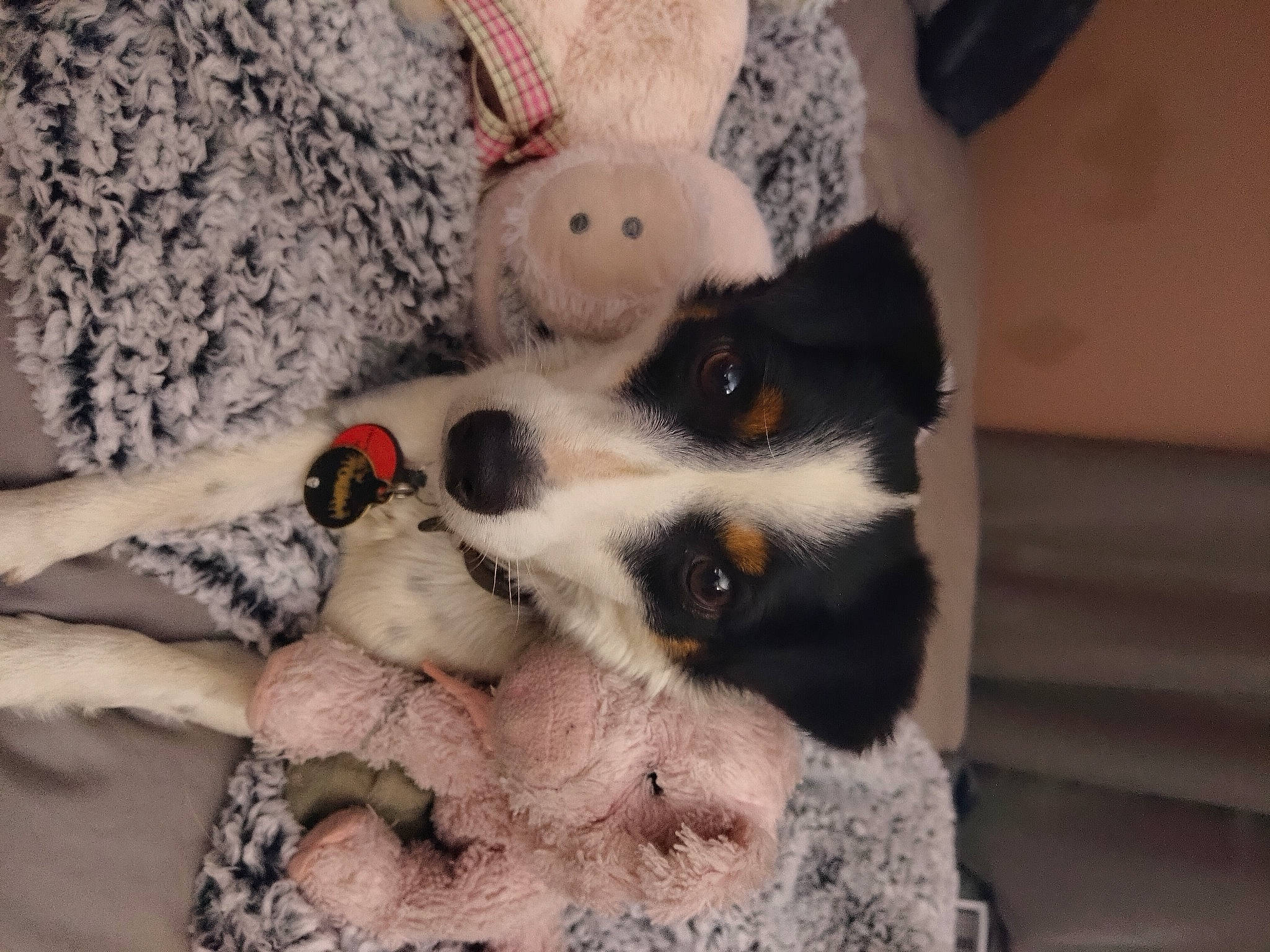 Touka is registered to the contest to win money with this photo: carnivore, comfort, companion_dog, couch, dog, dog_breed, fawn, felidae, fur, grey, linens, pattern, small_to_medium_sized_cats, snout, sporting_group, stuffed_toy, sunglasses, tail, toy, whiskers