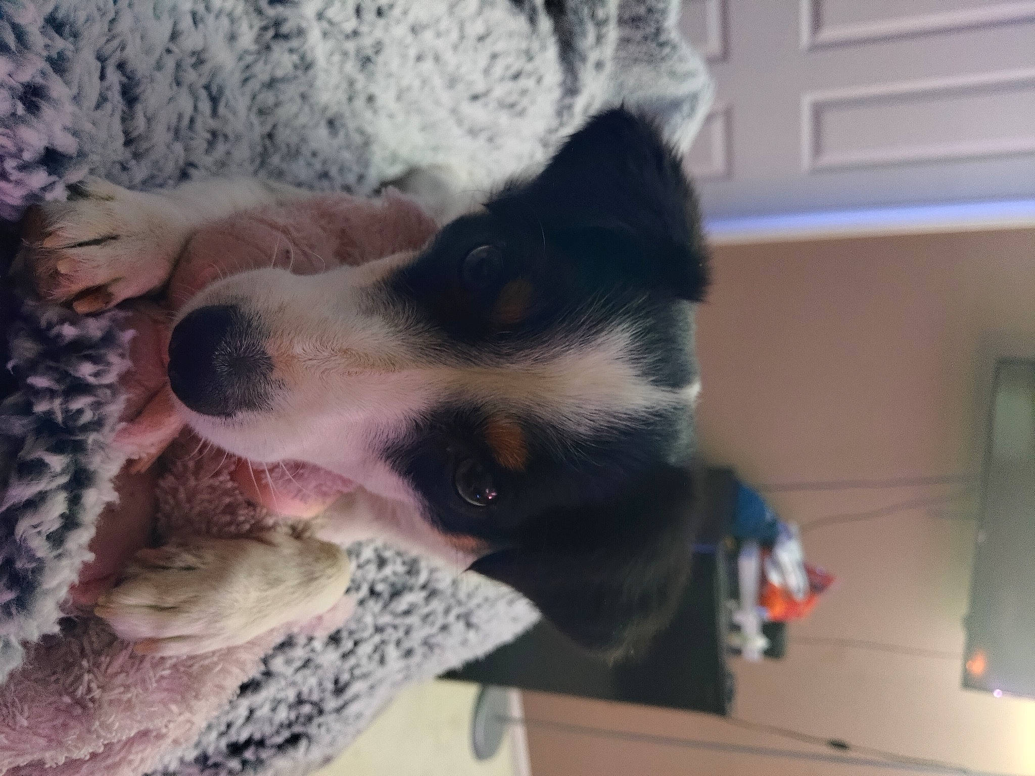 Touka is registered to the contest to win money with this photo: carnivore, collar, comfort, companion_dog, dog, dog_breed, flooring, fur, herding_dog, paw, snout, sporting_group, texas_heeler, whiskers, working_animal, working_dog