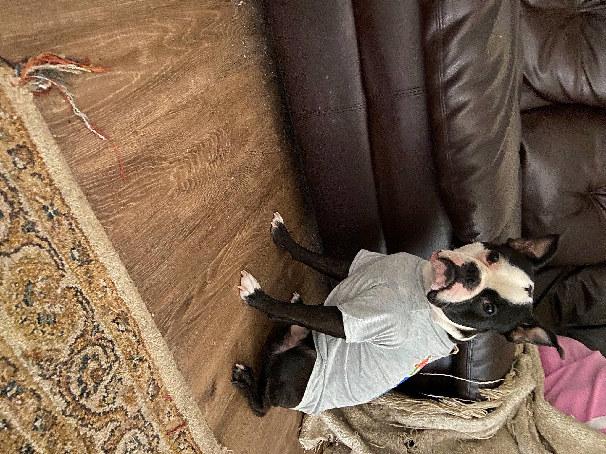 Logan joined the competition — help win amazing prizes! comfort, concrete, curtain, floor, flooring, hardwood, human_leg, pattern, plywood, recreation, room, shadow, sitting, vehicle_door, wood, wood_flooring, wood_stain