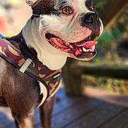 Logan joined the competition — help win amazing prizes! dog, boston_terrier, pet, animal, canine, outdoor, sunlight, wooden_deck, harness, tongue_out, happy, ears_up, brown_eyes, close_up, daylight, standing, fur, cute, nature, portrait