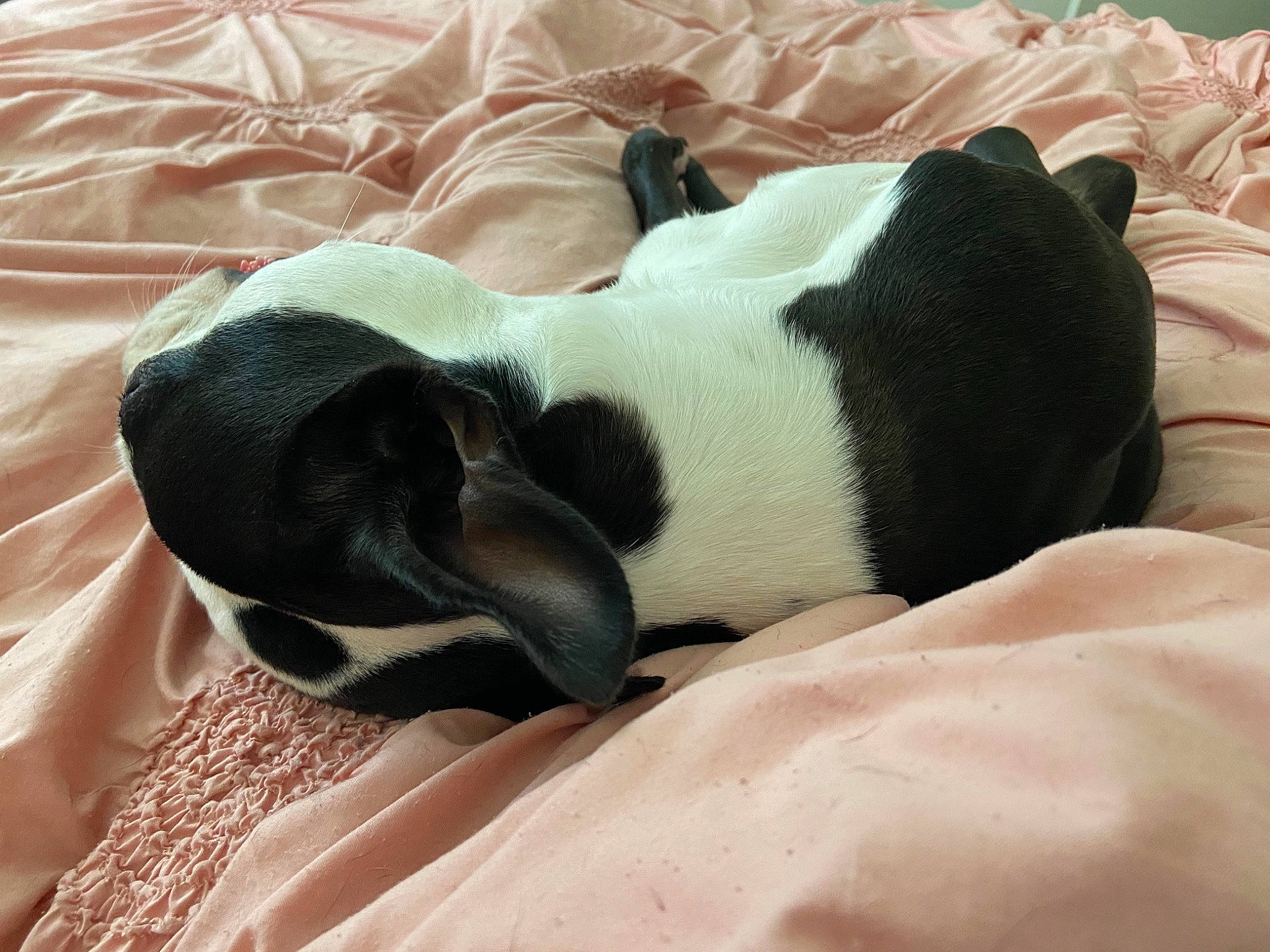 Logan joined the competition — help win amazing prizes! bored, canidae, carnivore, comfort, companion_dog, dog, dog_breed, fawn, fur, linens, nap, non_sporting_group, paw, sleep, snout, sporting_group, tail, terrestrial_animal, whiskers, working_animal