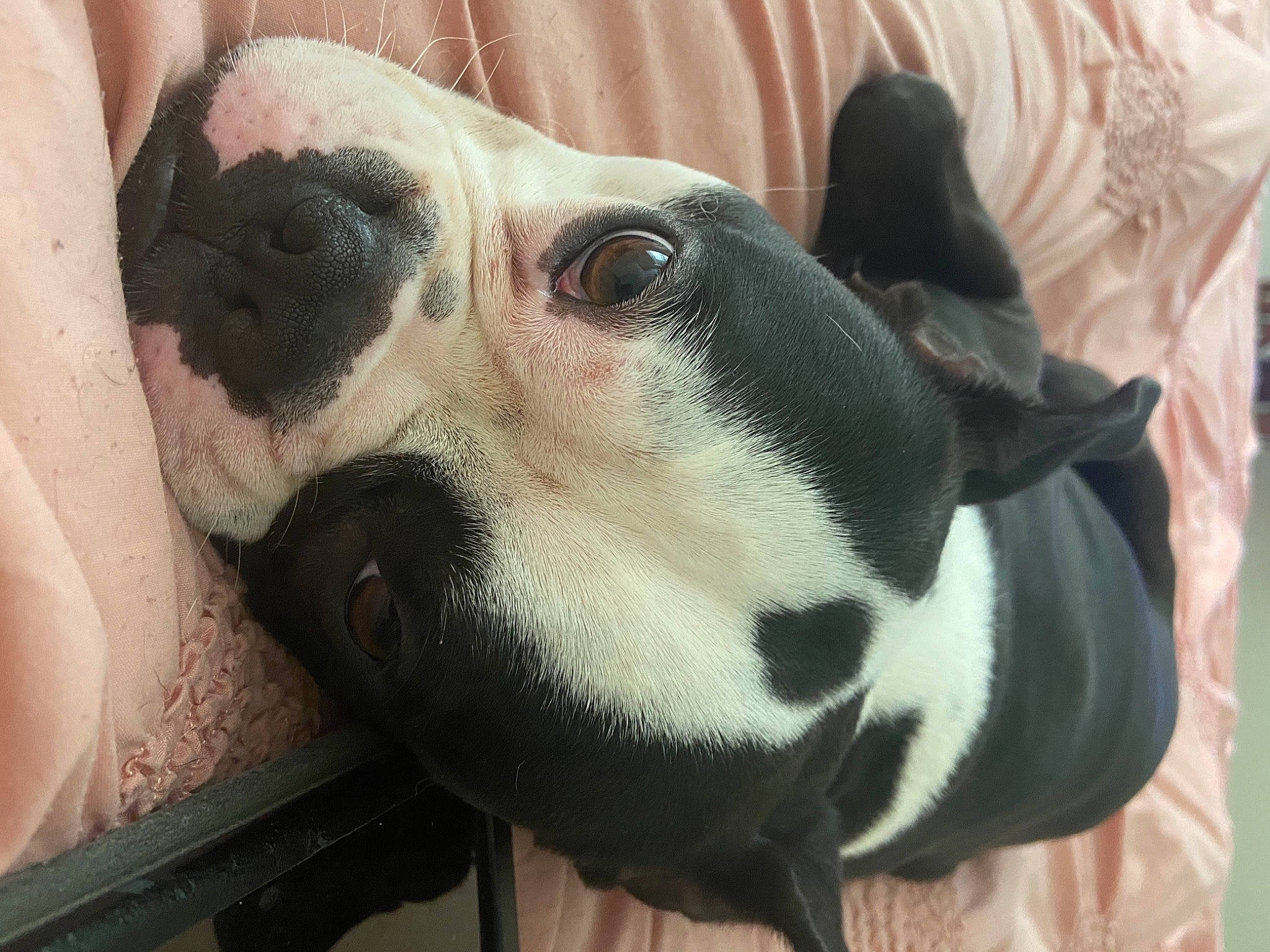 Logan joined the competition — help win amazing prizes! canidae, carnivore, collar, comfort, companion_dog, dog, dog_breed, dog_collar, ear, fang, fawn, fur, jaw, non_sporting_group, pet_supply, snout, sporting_group, terrestrial_animal, whiskers, working_animal