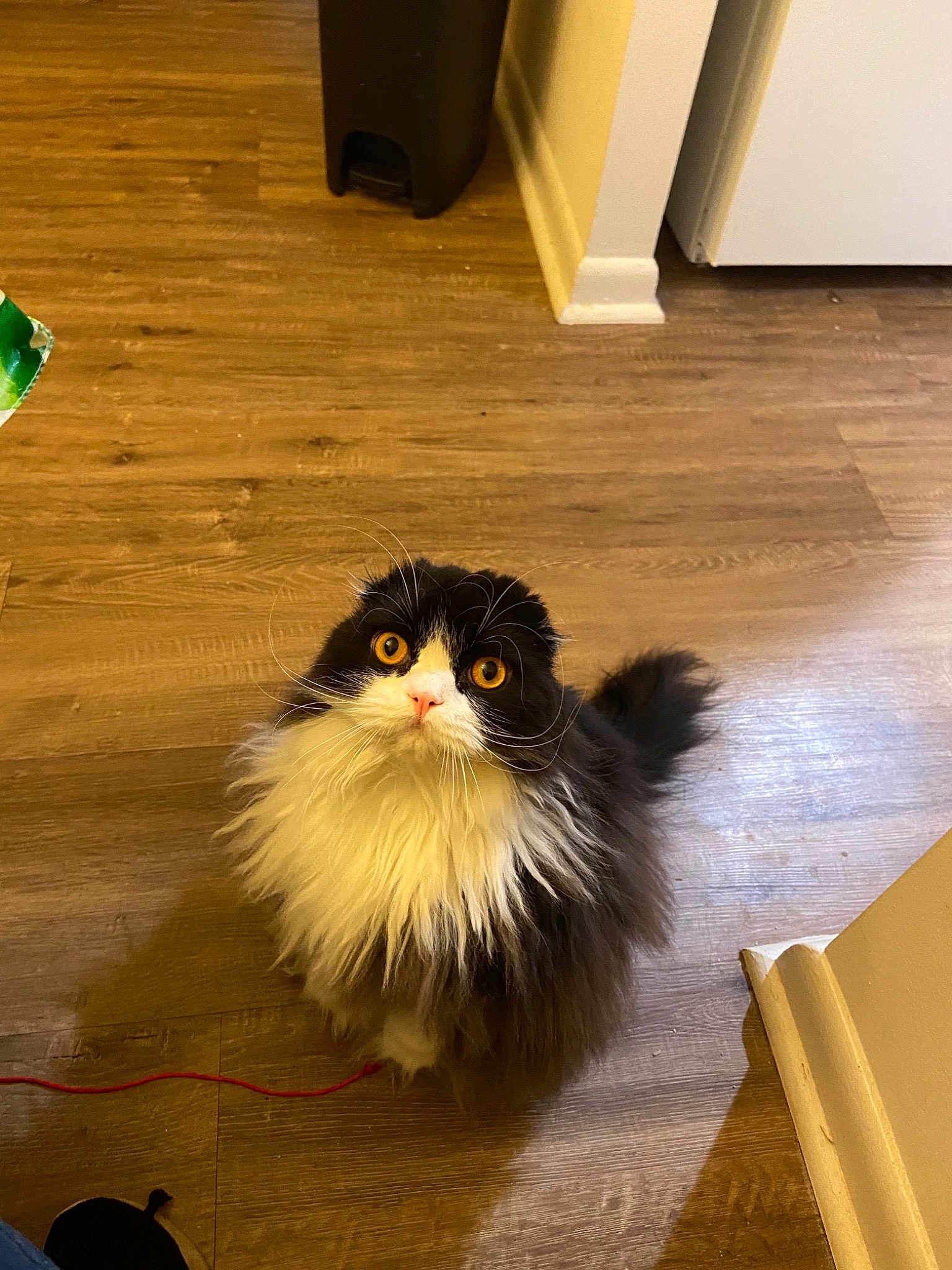 Merlin