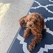 Toby is registered to the contest to win money with this photo: dog, puppy, brown_fur, curly_fur, pet, collar, big_eyes, looking_up, paws, patterned_rug, blue_rug, outdoor_floor, sunlight, shadow, cozy, portrait, closeup, relaxation, domestic_animal, cute