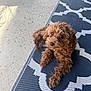 dog, puppy, brown_fur, curly_fur, pet, collar, big_eyes, looking_up, paws, patterned_rug, blue_rug, outdoor_floor, sunlight, shadow, cozy, portrait, closeup, relaxation, domestic_animal, cute