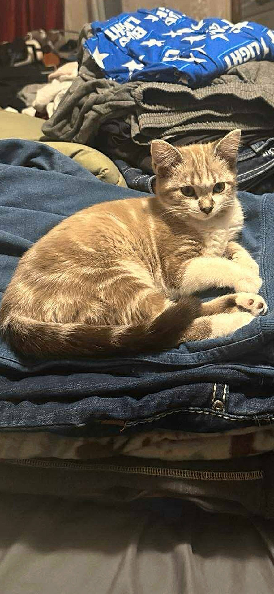 Grimm joined the competition — help win amazing prizes! animal, casual, cat, clothes, cozy, curious, domestic, fabric, feline, folded_clothes, fur, home, indoor, kitten, pet, pile, resting, soft_light, stack, textile