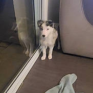 Kara a rejoint le concours — aidez-le/la à gagner de superbes lots ! dog, indoor, reflection, glass_door, floor, couch, fabric, pet, small_dog, blur, room, furniture, home, animal, standing, wall, door_frame, shadow, domestic, companion