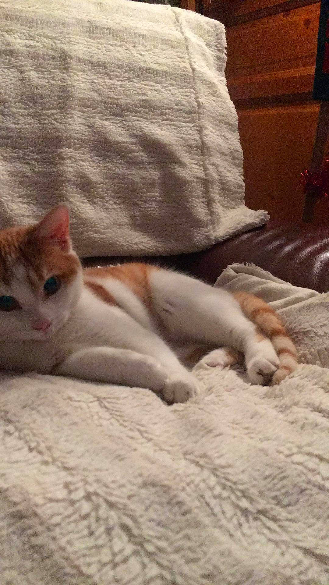 Jipee a rejoint le concours — aidez-le/la à gagner de superbes lots ! bedding, carnivore, cat, comfort, domestic_short_haired_cat, fawn, felidae, flooring, foot, fur, hardwood, human_leg, linens, paw, small_to_medium_sized_cats, tail, terrestrial_animal, textile, whiskers, wood