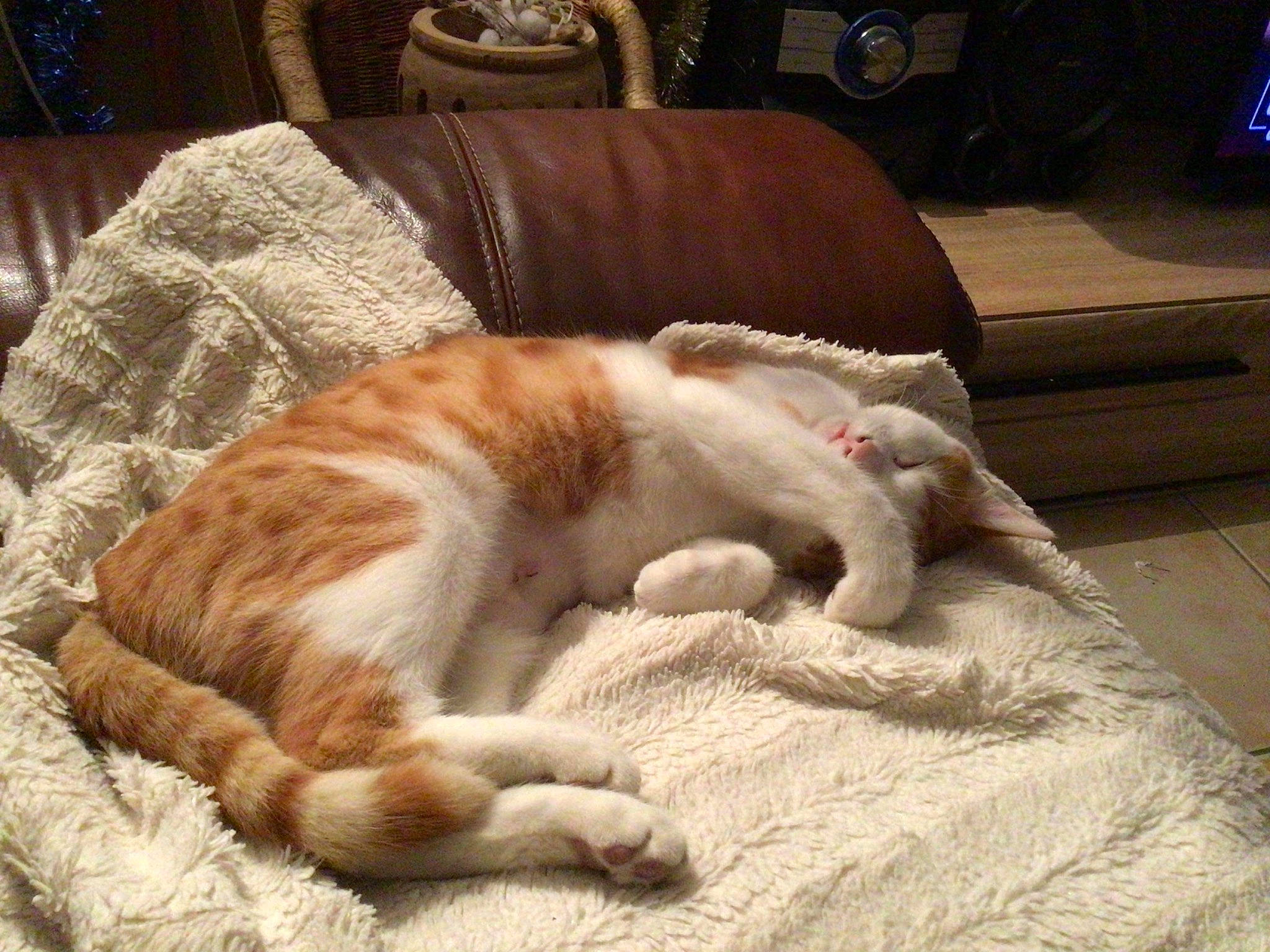 Jipee a rejoint le concours — aidez-le/la à gagner de superbes lots ! automotive_tire, canidae, carnivore, cat, comfort, domestic_short_haired_cat, duvet, fawn, felidae, flooring, fur, hardwood, linens, paw, small_to_medium_sized_cats, snout, tail, terrestrial_animal, whiskers, wood