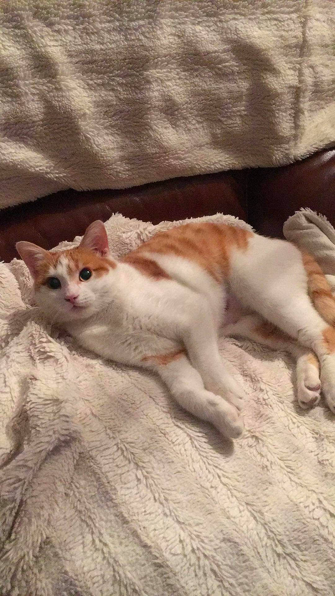 Jipee participe au concours pour gagner de l'argent avec cette photo : carnivore, cat, claw, comfort, domestic_short_haired_cat, eye, fawn, felidae, foot, fur, human_leg, mammal, paw, small_to_medium_sized_cats, tail, terrestrial_animal, vertebrate, whiskers, window, wood