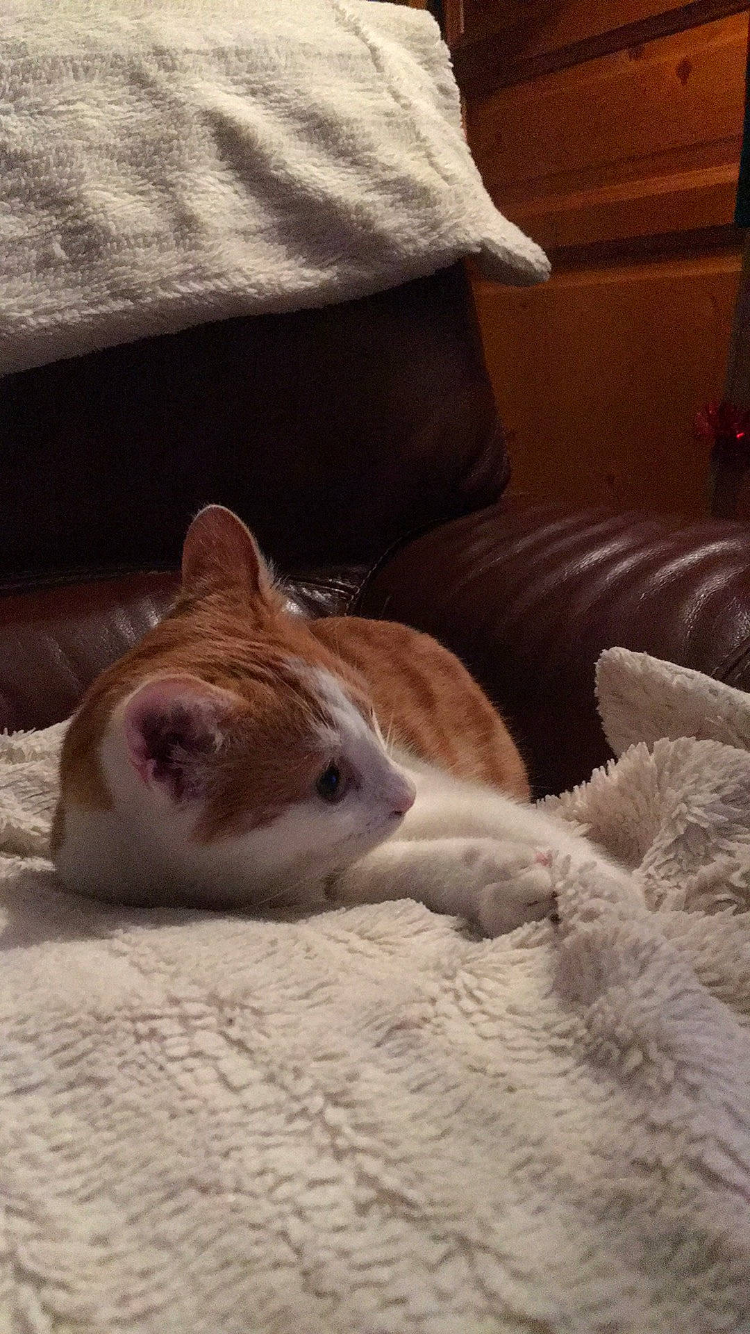 Jipee a rejoint le concours — aidez-le/la à gagner de superbes lots ! bed, bedding, canidae, carnivore, cat, chair, comfort, domestic_short_haired_cat, fawn, felidae, fur, linens, nap, paw, room, small_to_medium_sized_cats, tail, terrestrial_animal, whiskers, wood