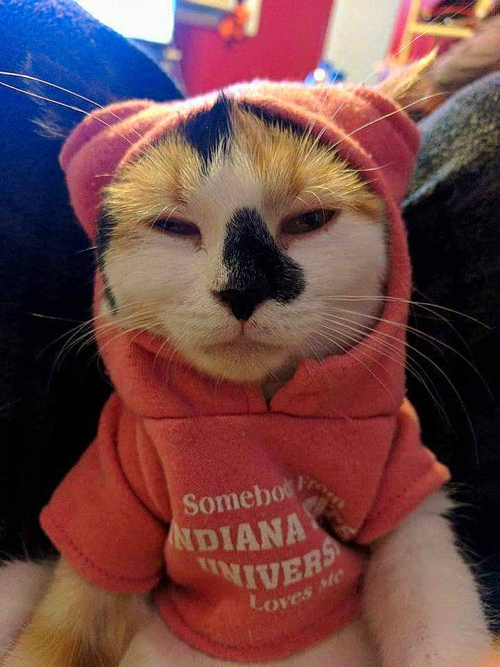 Nala joined the competition — help win amazing prizes! carnivore, cat, felidae, pink, small_to_medium_sized_cats, snout, whiskers