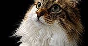 Salsa participe au concours pour gagner de l'argent avec cette photo : animal, black_background, brown_fur, cat, closeup, curious, cute, feline, fluffy_fur, green_eyes, indoor, isolated, long_hair, looking_up, mammal, pet, portrait, soft_light, whiskers, white_fur