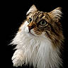 Salsa participe au concours pour gagner de l'argent avec cette photo : cat, fluffy_fur, white_fur, brown_fur, green_eyes, portrait, closeup, pet, animal, whiskers, curious, looking_up, isolated, black_background, soft_light, long_hair, cute, feline, mammal, indoor
