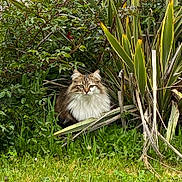 Salsa a rejoint le concours — aidez-le/la à gagner de superbes lots ! cat, fluffy, long_hair, greenery, plants, foliage, garden, outdoor, grass, nature, animal, pet, mammal, sitting, wildlife, leaf, bush, cute, alert, portrait