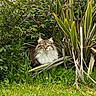 cat, fluffy, long_hair, greenery, plants, foliage, garden, outdoor, grass, nature, animal, pet, mammal, sitting, wildlife, leaf, bush, cute, alert, portrait