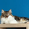 Salsa participe au concours pour gagner de l'argent avec cette photo : cat, fluffy, lounging, wooden_shelf, blue_wall, indoor, pet, feline, relaxed, fur, animal, domestic_cat, portrait, whiskers, ears, paws, long_hair, resting, eyes, calm
