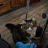 alert, animal, blue_object, cat, floor, fluffy, green_eyes, home, indoor, long_hair, pet, portrait, sitting, tabby, toy, walker, wheel, whiskers, white_chest, wooden_cabinets