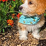 Snoopy is registered to the contest to win money with this photo: bandana, bee_pattern, closeup, curious, cute, dog, flower, fur, garden, greenery, nature, orange_flower, outdoor, pet, plant, puppy, small_dog, spring, sunlight, wood_chips
