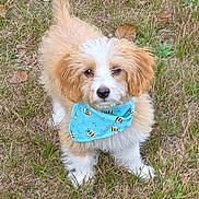 Snoopy is registered to the contest to win money with this photo: adorable, animal, bandana, bee_pattern, blue, cute, dog, ears_floppy, fluffy, grass, leaf, nature, outdoor, pet, playful, puppy, small_dog, tail_up, tan_and_white, young