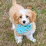 adorable, animal, bandana, bee_pattern, blue, cute, dog, ears_floppy, fluffy, grass, leaf, nature, outdoor, pet, playful, puppy, small_dog, tail_up, tan_and_white, young