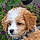 Snoopy