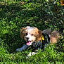 adorable, animal, cute, dog, fur, grass, greenery, happy, nature, outdoor, pet, playful, puppy, relaxed, shirt, small_dog, summer, sunlight, tongue_out, young