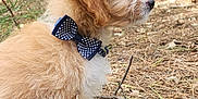 Snoopy is registered to the contest to win money with this photo: animal, bow_tie, brown, canine, cute, dog, fluffy, forest, fur, leaf_litter, nature, outdoor, pet, pine_needles, puppy, side_view, sitting, twig, white, young