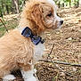 animal, bow_tie, brown, canine, cute, dog, fluffy, forest, fur, leaf_litter, nature, outdoor, pet, pine_needles, puppy, side_view, sitting, twig, white, young