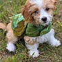 adorable, animal, canine, costume, cute, dog, fluffy, fur, grass, green, nature, outdoor, pet, playful, portrait, puppy, sitting, small, turtle, young
