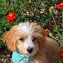 Snoopy is registered to the contest to win money with this photo: adorable, animal, bandana, close_up, cute, dog, flowers, fluffy, fur, garden, greenery, mulch, nature, orange_flowers, outdoor, pet, puppy, small_dog, sunlight, young_dog