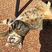 Maya a rejoint le concours — aidez-le/la à gagner de superbes lots ! cat, tabby, outdoor, sunlight, relaxed, sleeping, feline, fur, pet, animal, paw, whiskers, texture, nature, sunny, resting, closeup, ground, happy, content