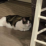 Wynter joined the competition — help win amazing prizes! cat, loaf, indoor, floor, furniture, chair, white, curious, pet, animal, tabby, domestic, cozy, resting, brown, black, white_paws, flooring, quiet, side_view