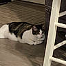 cat, loaf, indoor, floor, furniture, chair, white, curious, pet, animal, tabby, domestic, cozy, resting, brown, black, white_paws, flooring, quiet, side_view