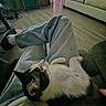 Wynter is registered to the contest to win money with this photo: cat, person, lap, jeans, socks, couch, living_room, wooden_floor, indoor, furniture, relaxation, pet, comfort, casual, home, domestic, cozy, resting, black_and_white_cat, human_leg
