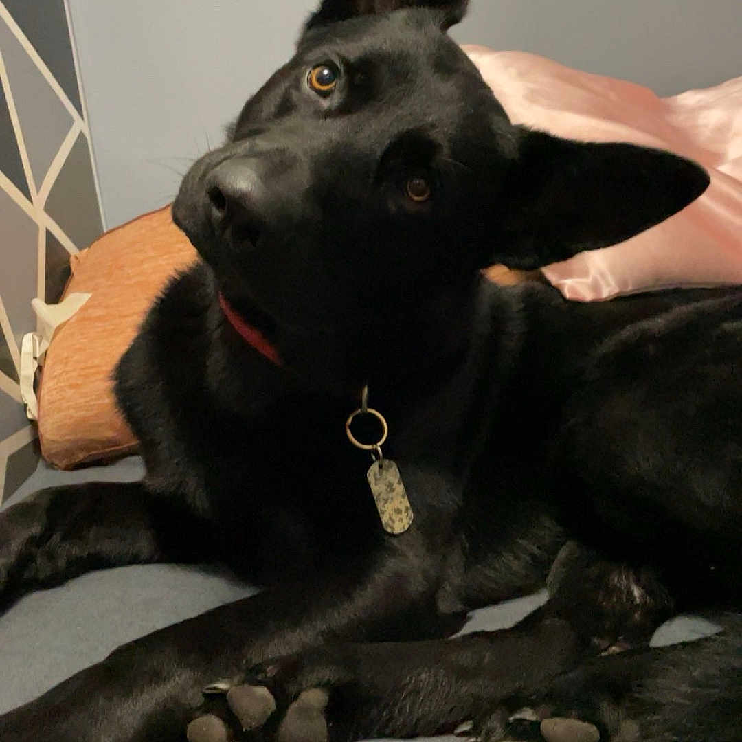 Gunther joined the competition — help win amazing prizes! accessories, animal, ball, canine, cross, dog, furniture, hound, husky, indoors, interiordesign, jewelry, labradorretriever, necklace, pet, policedog, puppy, sport, strap, symbol